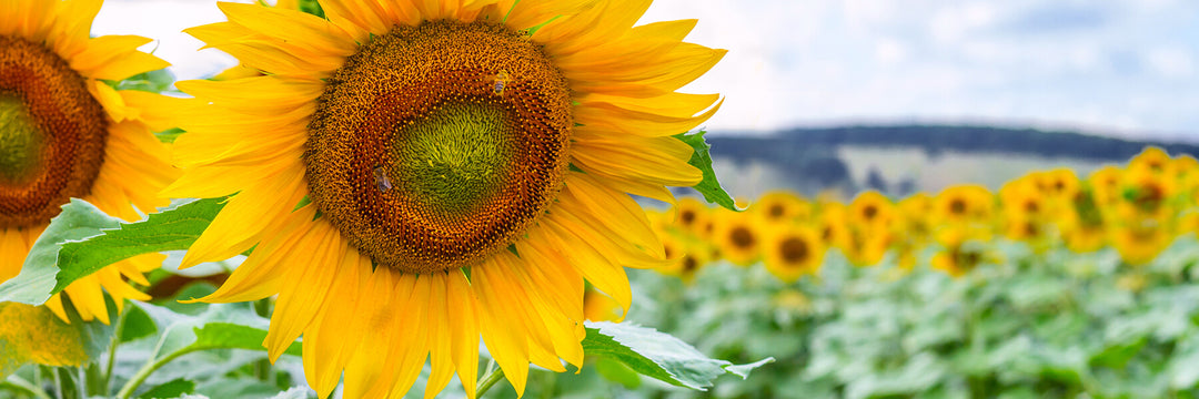 High Oleic Sunflower Oil: Long Name, Great Benefits