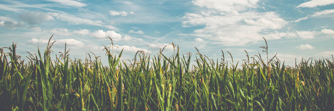 The Gist on GMOs